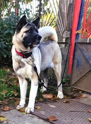 3 éves Törzskönyvezett Akita szuka keresi családját - kép 4