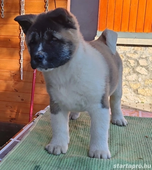 Amerikai Akita szuka kölykök  - kép 4