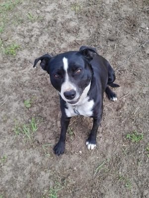 Amstaff keverék ingyen elvihető - kép 2