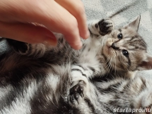 Brit babacica - kép 3