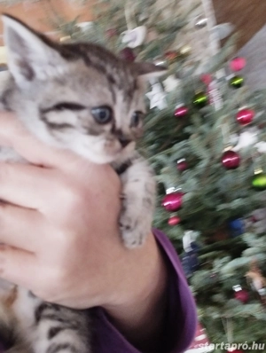 Brit whiskas cica - kép 3