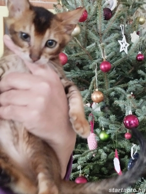 Abesszin beng li kiskandúr - kép 2