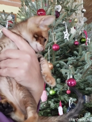 Abesszin beng li kiskandúr - kép 3