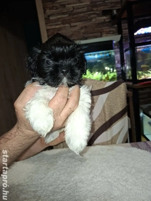 Shih tzu kölykök családot keresek - kép 1