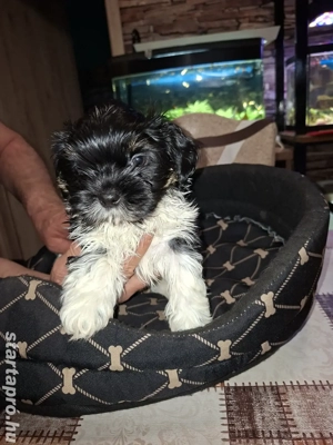 Shih tzu kölykök családot keresek - kép 4