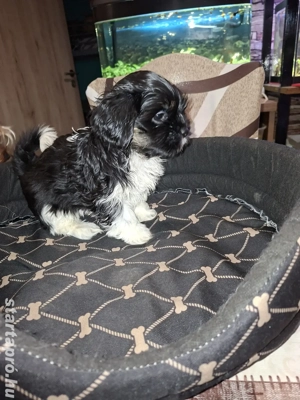 Shih tzu kölykök családot keresek - kép 3