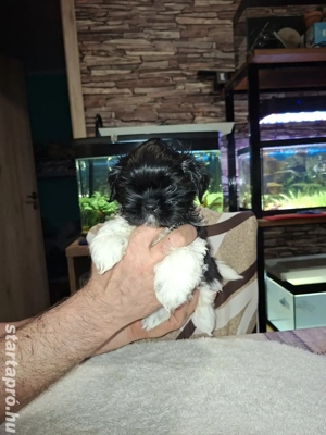 Shih tzu kölykök családot keresek - kép 2