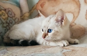 Hóbengáli kandúrka  - kép 2