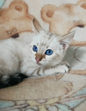 Hóbengáli kandúrka  - kép 3