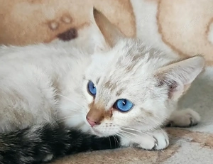 Hóbengáli kandúrka 