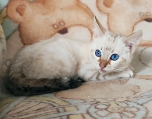 Hóbengáli kandúrka  - kép 4