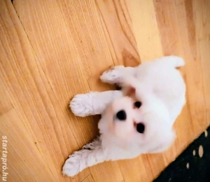 Bichon Havaneae kiskutya eladó  - kép 2