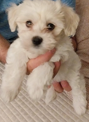 Bichon Havaneae kiskutya eladó  - kép 3