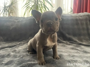Francia bulldog kiskutyák - kép 4