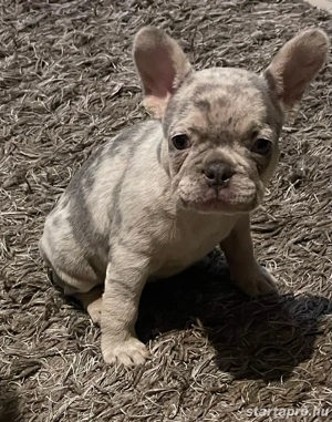 Francia bulldog kiskutyák - kép 2