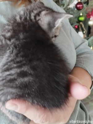 Brit whiskas kiscica - kép 4