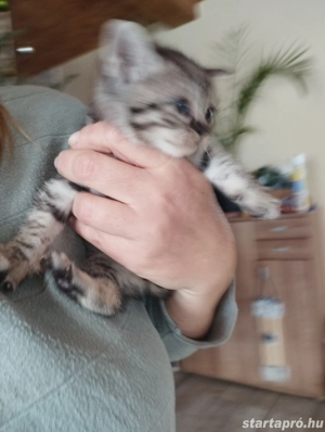 Brit whiskas kiscica - kép 5