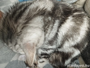 Brit whiskas kiscica - kép 2