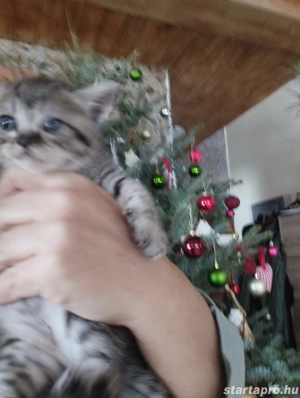 Brit whiskas kiscica - kép 3