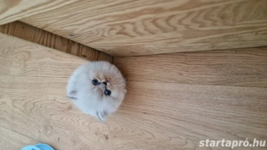 perzsa cica - kép 2