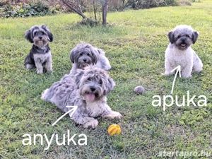 Kis kubaiak - bichon havanese babák álomgazdijukat várják - kép 3