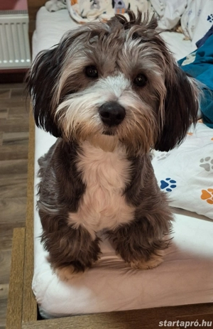 Kis kubaiak - bichon havanese babák álomgazdijukat várják - kép 4