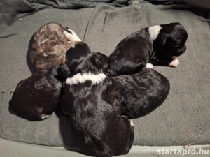 Kis kubaiak - bichon havanese babák álomgazdijukat várják - kép 2