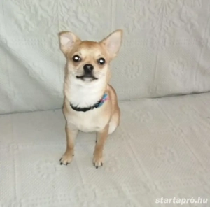 Csivava kiskutyák  - kép 3