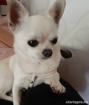 Csivava kiskutyák  - kép 2