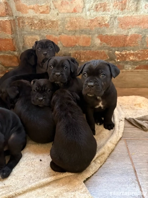 cane corso babák - kép 5