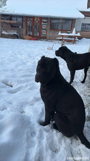 cane corso babák - kép 4