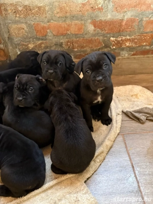 cane corso babák - kép 3