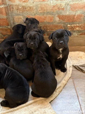 cane corso babák - kép 2