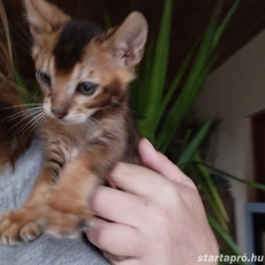 Beng li abesszin kiskandúr - kép 2