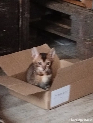 Beng li abesszin kiskandúr - kép 4