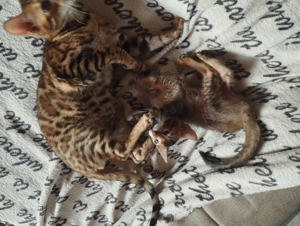 Beng li abesszin kiskandúr - kép 5