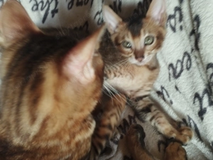 Beng li abesszin kiskandúr - kép 6