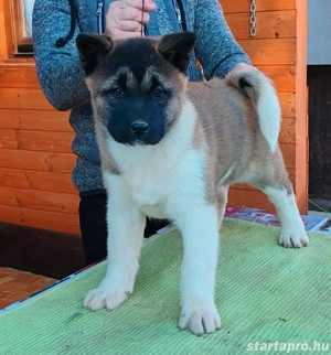 Amerikai Akita szuka kölykök  - kép 3