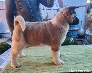 Amerikai Akita szuka kölykök  - kép 5