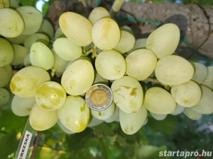 "Ala" gyökérnemes szuperszőlő csemeték előjegyezhetők - kép 2
