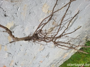 "Ala" gyökérnemes szuperszőlő csemeték előjegyezhetők - kép 3