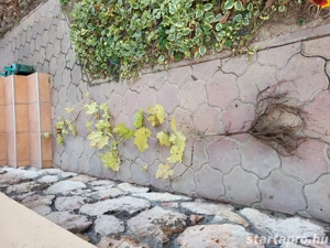 Timur kiváló betegség ellenállású gyökérnemes szőlőcsemete előjegyezhető - kép 3