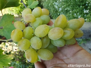 Timur kiváló betegség ellenállású gyökérnemes szőlőcsemete előjegyezhető - kép 2