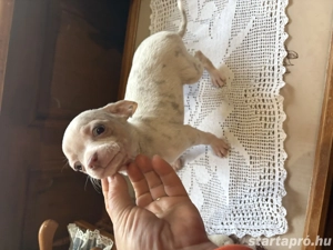 csivava baba - kép 5