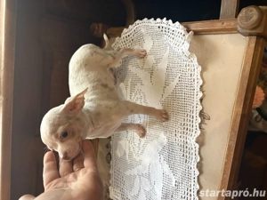 csivava baba - kép 4