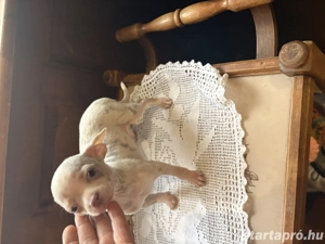 csivava baba - kép 2