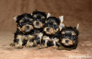 Mini yorkshrie terrier kölykök 