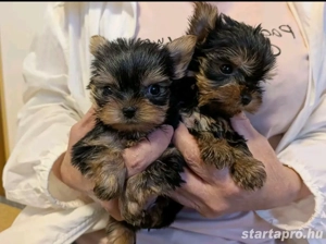 Mini yorkshrie terrier kölykök  - kép 2