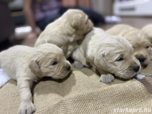 Golden Retriever kiskutyák  - kép 2