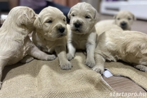 Golden Retriever kiskutyák  - kép 3